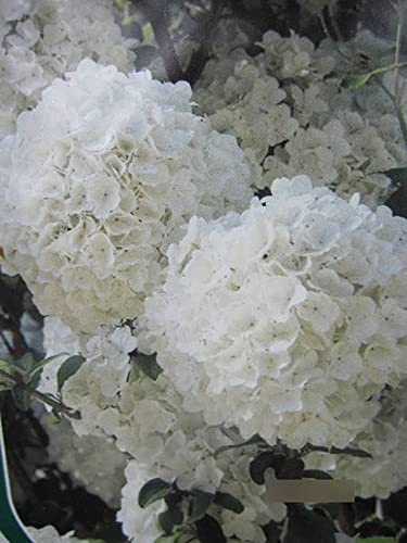 Viburnum macrocephalum Fortuna - Hortensien Schneeball Fortuna - 40-60cm