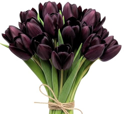 20 Black Tulip Bulbs for Planting - Easy to Grow - Queen of The Night Tulips - Easy to Grow Perennial Flowers – Deep Purple-Black Blooms – Garden & Spring Decor – Grown in The USA