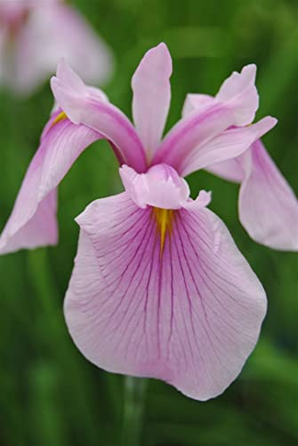 Iris laevigata 'Rose Queen' ca. 9x9 cm Topf - Japanische Sumpf-Schwertlilie, rosa Blüten, Blütezeit Juni-Juli, ideal für Teichränder, pflegeleicht