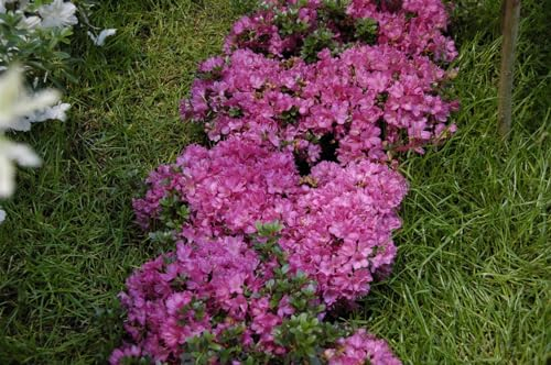 Rhododendron obtusum 'Anne Frank' 20–25 cm – Winterhart, Immergrün, Pflegeleicht – Azalee – Zierstrauch für Beet & Kübel