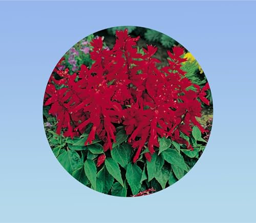 20 graines de sauge feu magique - sauge éclatante - plante vivace - salvia splendens