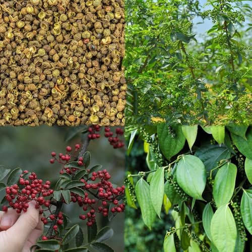 Semillas de pimiento resistentes, semillas de herbarias, cama elevada balcón hortalizas techo verde en 55pcs