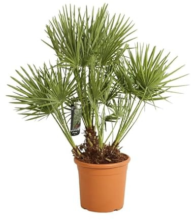 Palmier Nain Chamaerops Humilis 120/130cm Pot 15l - Plante En Pot - Floraison Mai à Juin Exposition - Exposition Soleil Sol