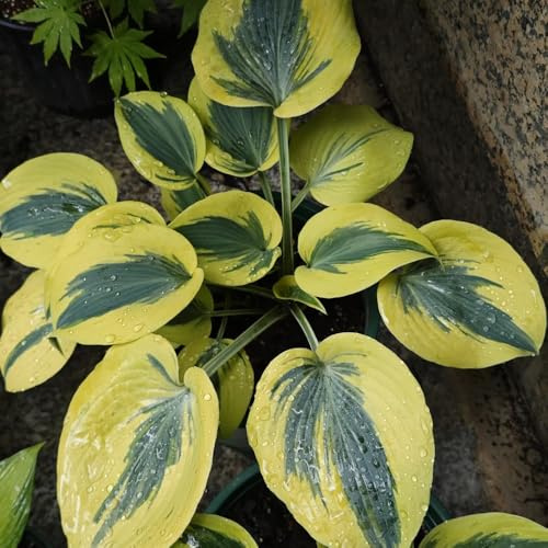 Semi di Hosta, vecchie varietà Hosta plantaginea, da giardino roccioso resistenti per giardino decorazione floreale acquistarere hosta 250pcs