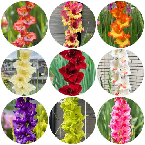 bulbi resistenti alla gladiola - all'inverno da balcone aiuole rialzate, 20pcs
