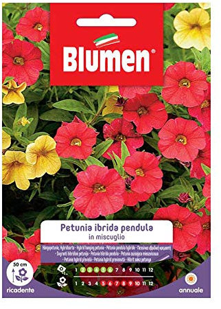 SEMI PETUNIA HYBRIDA PENDULA MIX BLUMEN