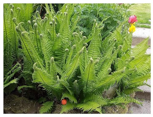Stauden Gänge 1 x Matteuccia struthiopteris Straußenfarn oder Trichterfarn | Immergrüner Farn für Halbschatten bis Schatten, mehrjährig, 1 L Topf