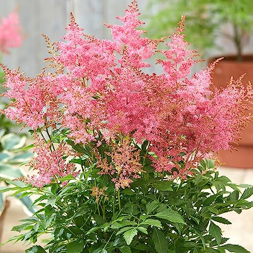 Astilbe Wonderful Day Garden Plant | Perennial Plants Outdoor Garden Ready for Bedding Borders Patio (9cm Pot, 10-20cm)