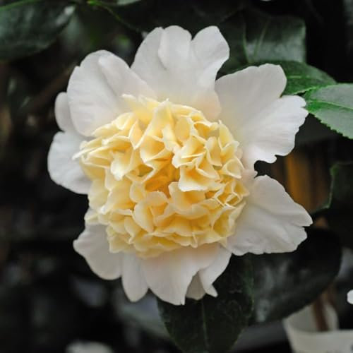 Camellia 'Brushfield’s Yellow' - Hardy Shrub with Stunning Spring Flowers – 1x 23cm Potted Plant by Thompson & Morgan