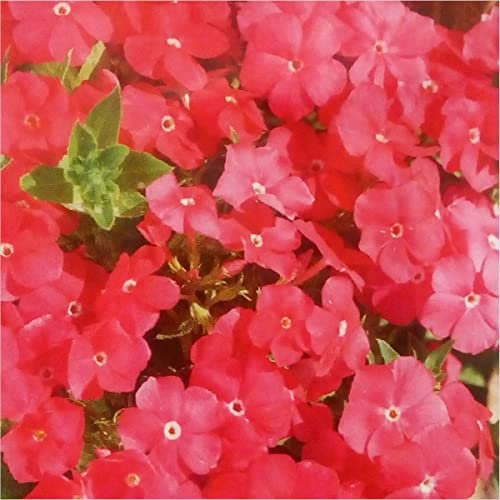 Phlox Pink (Drummondii Nana) 150 Hardy Annual Seeds.