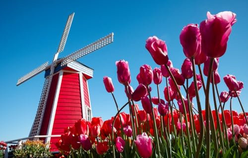 GUOHLOZ Puzzle 1500 Teile Classic Puzzle DIY Kit HolzUnique Gift Home Decor, Tulpen, Niederlande, Windmühle, 87x57cm