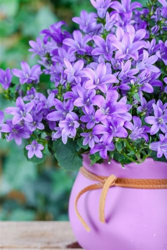 Campanula poscharskyana 'Blauranke' 9x9 cm Topf – Winterhart, Mehrjährig, Pflegeleicht – Polster-Glockenblume – Bodendecker für Beet & Steingarten
