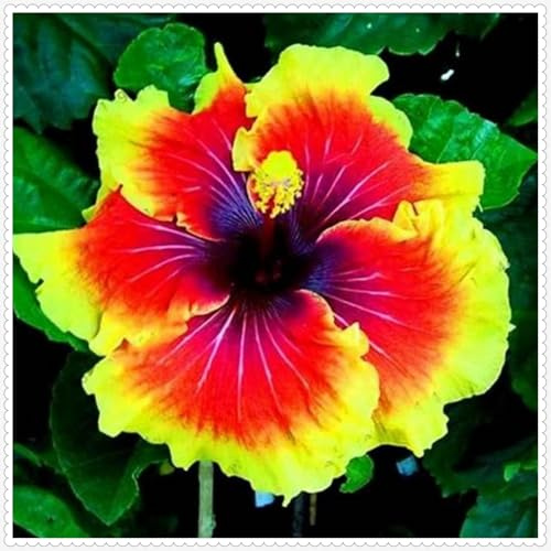 Hibiscus Pflanzen zwiebeln,Winterharte Pflanzen,Mysteriöse magische Glühbirne,Hibiscus Pflanzen,Hibiskus Pflanzen,hibiskus zwiebeln,Hibiscus Blumenzwiebeln mehrjährig winterhart.-1zwiebeln-B