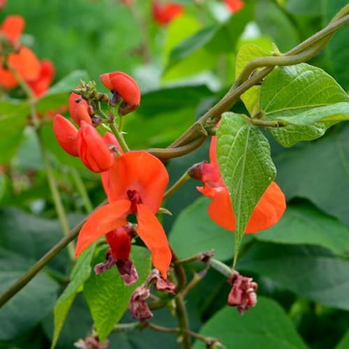 Feuerbohnen - Phaseolus coccineus wintergemüse Bohnensamen winterharte kübelpflanzen gemüsesamen alte sorten gemüsebeet kräutersamen gartenkräuter stauden winterhart mehrjährig 50samen