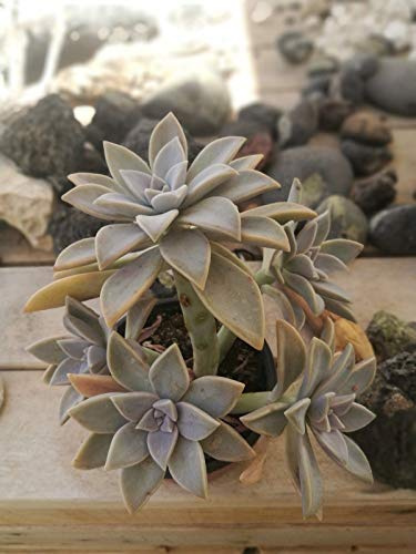 Portal Cool Graptopetalum paraguayense Stecklinge Sukkulente Sukkulente Stän Schneiden