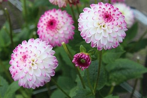 Dahlia Bulbs for Planting,Dahlia Tubers UK,Dahlia Bulbs Mix,Flowering Rhizome,Excellent Display Indoor Perennial Balcony Garden Bulbs-2bulbs-H