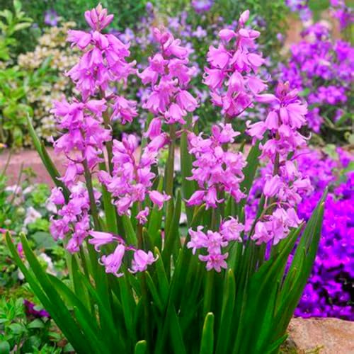 Das wunderschöne Fritillaria – winterhart, mehrjährig, langblühend – ist pflegeleicht und eignet sich für Blumenbeete und die Innendekoration.-2 rhizome-G