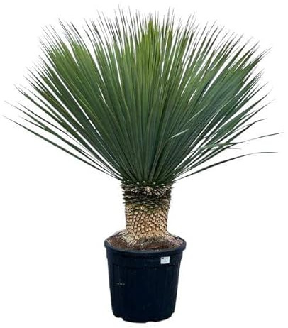 Yucca Rostrata – Palmlilie – Zimmerpflanze – 140cm – Ø45cm – Exotische Wüstenpflanze – Pflegeleicht & trockenheitsresistent – Für Innen- & Außenbereiche