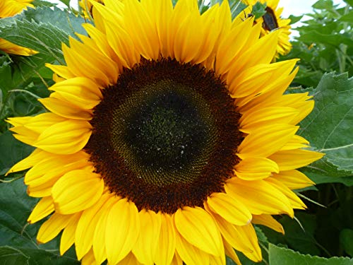 Sonnenblumen Samen Sunrich Orange Schnittsonnenblume 250 Korn