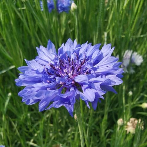 semillas de aciano perennes resistentes - jardín de rocas 100pcs