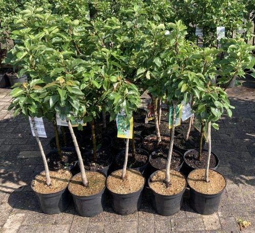 1 Apfelbaum Gala im Topf 100cm Terrassenobst obstbaum Apfel Malus domestica, Familien & Kinder­gärten – winterhart, besonders süß & fein aromatisch