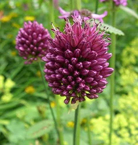 Zierlauch purpurviolett - Allium sphaerocephalon - lebende Gartenpflanze aus den Baumschulen