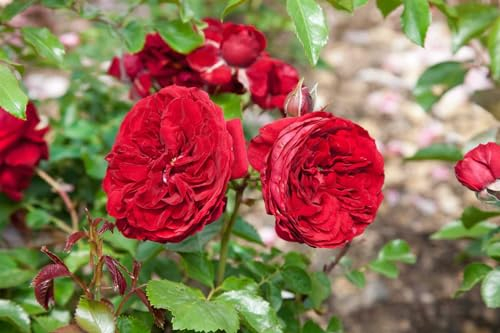 Rosa 'Rotkäppchen' – Winterhart, Mehrjährig, Pflegeleicht – Beetrose – Beetpflanze für Garten & Rabatten