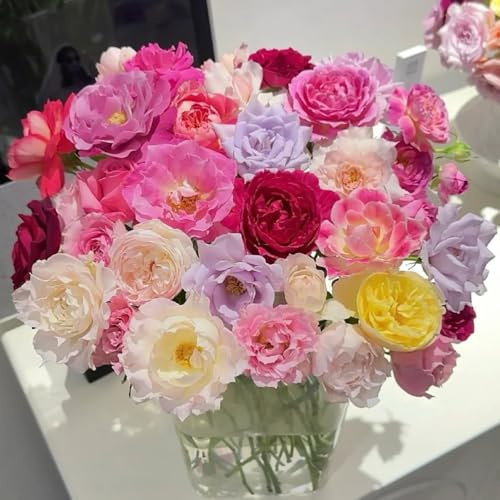 Semillas de rosal trepador, resistente y fragante raras, decoración de sala de estar, jardín, resistentes de perennes, 400pcs