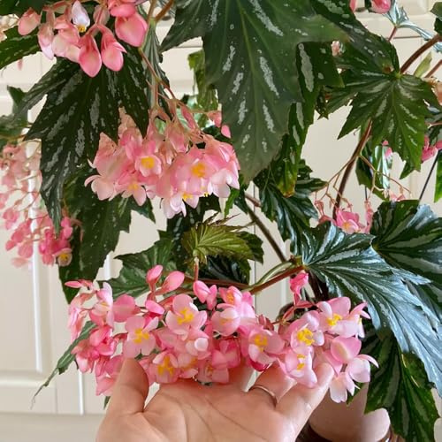 begonien balkon deko kräuterbeet indoor zimmerpflanze büropflanzen pflanzensamen gartenkräuter kräutersamen kräutergarten balkongarten heilkräuter kräuterbeet pflanzendeko pflanztöpfe 250samen