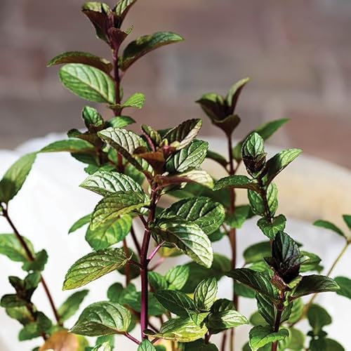 Gardeners Kitchen - Mint Chocolate - 3 x 10cm Plug Herb Plants. (Mentha × piperita f. citrata)