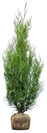 Lebensbaum ‚Atrovirens‘ – Thuja plicata – Heckenpflanze – Auswahl der Höhe 60–200 cm – immergrün & winterhart – ideal für dichte Hecken und Sichtschutz (Variante 150-175cm)