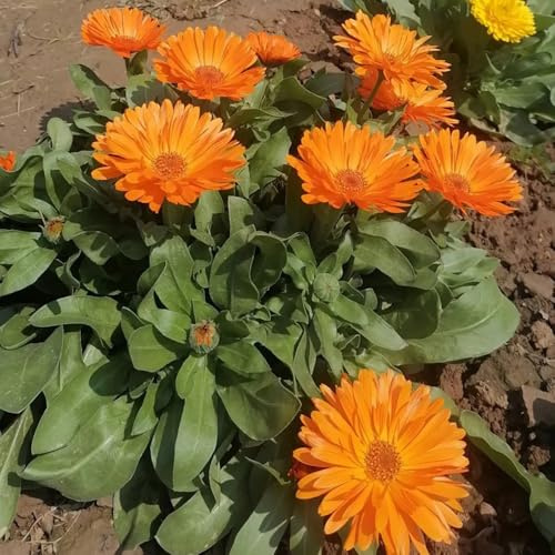 Semillas de caléndula, balcón de caléndula officinalis, invierno para balcones regalos para jardineros 100pcs