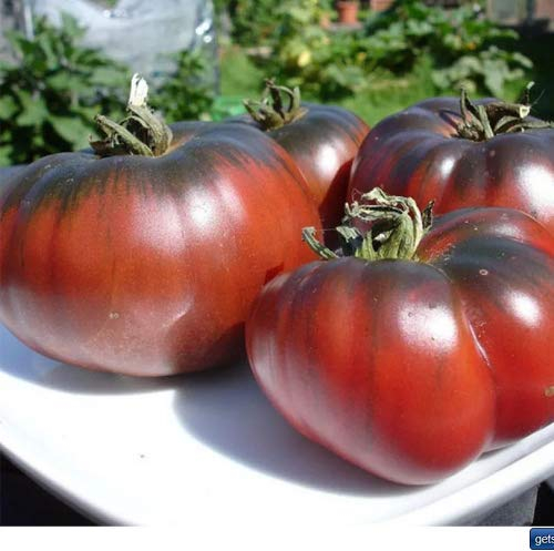 Tomato ''Black Krim/Noire de Crimee'' 25 x Samen aus Portugal 100% Natursamen ohne chemische Anzuchthilfen oder Gentechnik