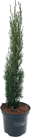 Cupressus sempervirens 'Totem' von Intragarten Mittelmeerzypresse 'Totem' | 40-50cm | winterhart und immergrün im 2 Liter Topf gewachsen