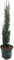 Cupressus sempervirens 'Totem' von Intragarten Mittelmeerzypresse 'Totem' | 40-50cm | winterhart und immergrün im 2 Liter Topf gewachsen