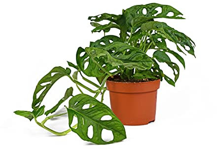 All Occasions, Monstera Monkey Leaf Plant for Home, Bedroom, Kitchen and Living Room, Perfect for Clean Air, Delivered Next Day Prime