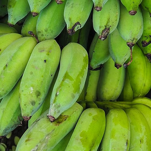 semillas de plátano perennes resistentes banano columnares de banano resistente Decoración balcón con plátanos espaldera 120pcs