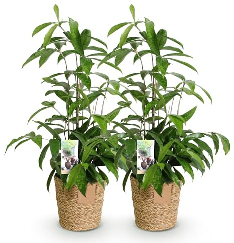 Drachenbaum Dracaena surculosa 2er Set im Korb Ø17cm Höhe 60-70cm pflegeleichte Zimmerpflanzen luftreinigende robuste Grünpflanzen für Innenräume
