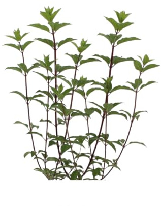 Pianta vera di Ortensia Paniculata Hydrangea Paniculata diverse varietà cespuglio da fiore ornamentale da esterno venduta da eGarden.store (Vanille Fraise v.40 cm)