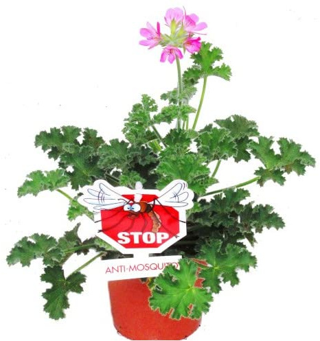 Geranio Anti Mosquitos NATURAL Planta Aromatizante Utilizada como Repelente de Insectos