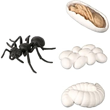 BESTonZON 1 Satz Tierschmuck Ameisenmodell Tierfiguren Geschenk für Freund Lebenszyklus-Kit handbemalte Figuren Wohnkultur Modelle Lebenszyklus der Ameise Tiermodell fest Dekorationen Kind
