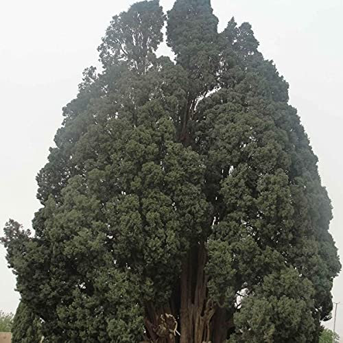 100 graines de cyprès italien, Cupressus Sempervirens, graines Stta : graines