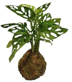Monstera Adansonii en Kokedama – Planta Natural Purificadora de Aire – DECOALIVE