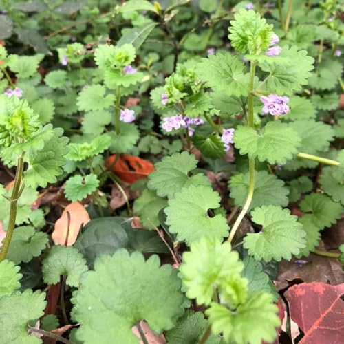 semi di edera terrestre - copertura del terreno resistenti biologici rari balcone 300pcs