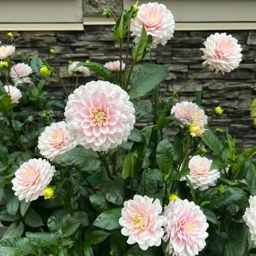 dalia perennes de resistente de verano semillas balcón cama elevada jardín primavera silvestres balcón silvestres hoja perenne 200pcs