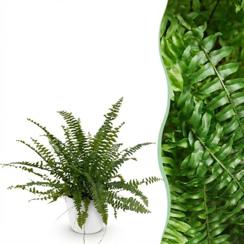 Nephrolepsis exaltata Green Lady - Felce - Pianta adatta agli animali domestici - Verde - con vaso bianco - 25cm - Ø12cm - Pianta d'appartamento - Set completo - Pianta con vaso