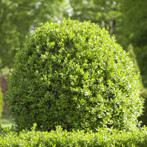 ligustro - d'appartamento purificatrici d'aria ufficio sempreverdi Decorazioni giardino resistenti per il soggiorno in vaso, esterno, balcone sostenibili 150semi