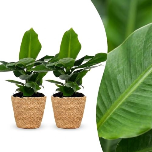 Musa Oriental Dwarf - Banane naine - 2 plants - avec panier en jonc de mer - 30cm - Ø12cm