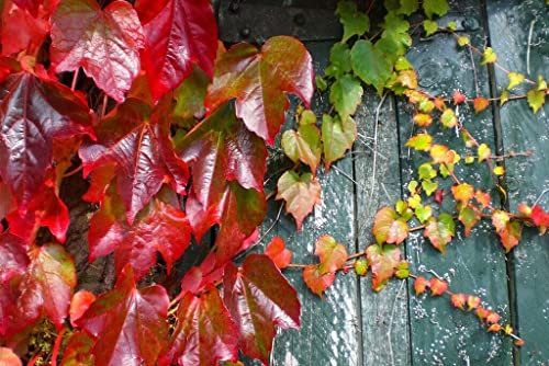 50 Graines Parthenocissus Tricuspidata, Boston Ivy, Graines de Creeper japonaise: Graines