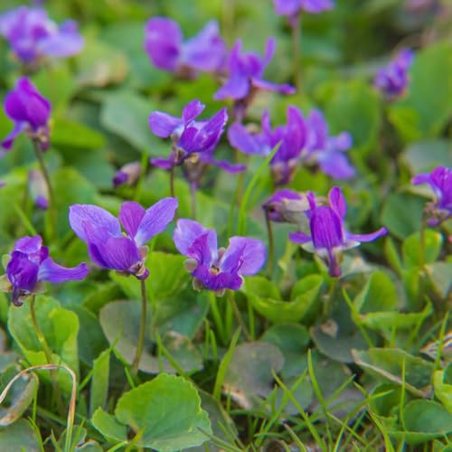 violetas fragantes - Viola odorata - para bonsái de interior semillas de silvestres decoración jardín interior decoraciones jardín para exteriores semillas 60pcs